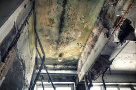 Best Attic Mold Removal in Wolcott, IN